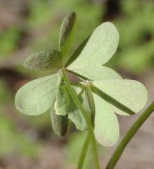 Oxalis stellata