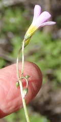 Oxalis stellata