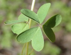 Oxalis stellata
