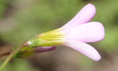Oxalis stellata