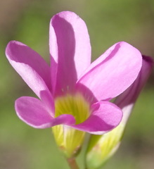 Oxalis stellata