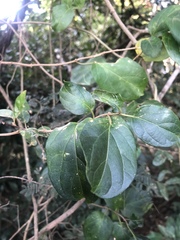 Cynanchum obtusifolium