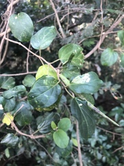 Cynanchum obtusifolium