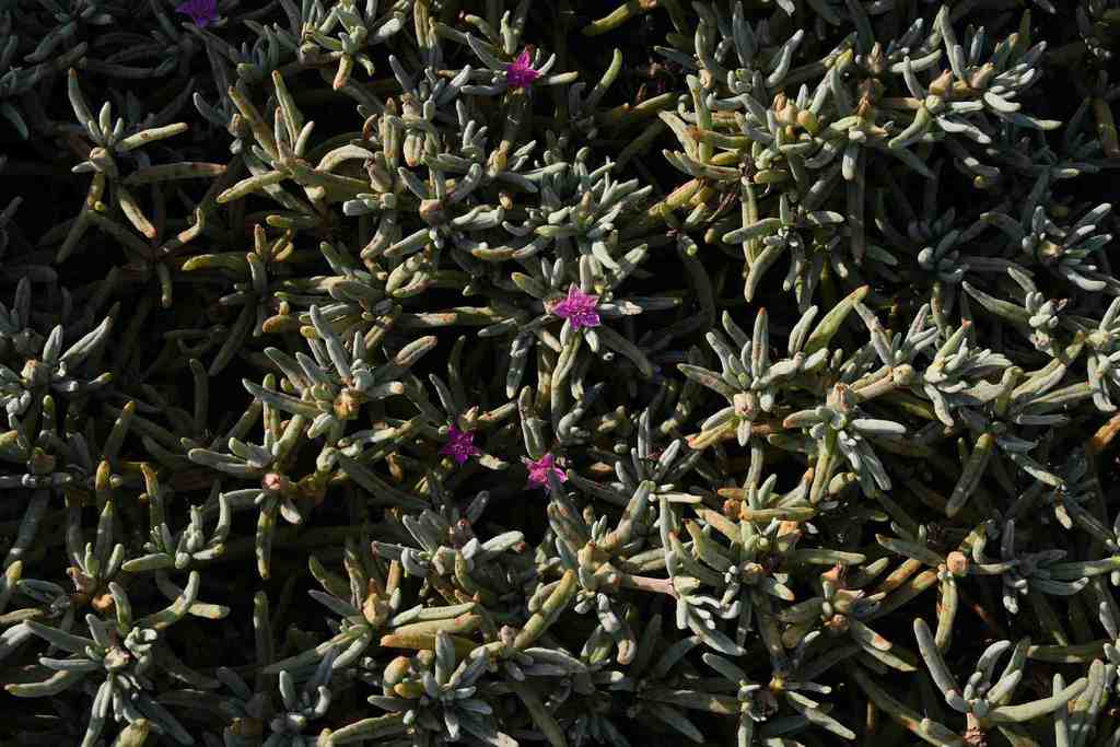 Sesuvium crithmoides