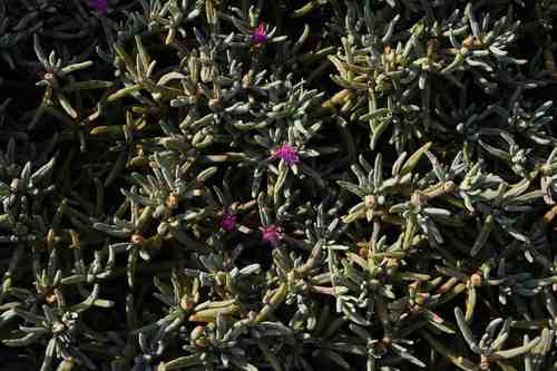Tropical Seapurslane (Sesuvium crithmoides)