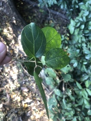 Cynanchum obtusifolium