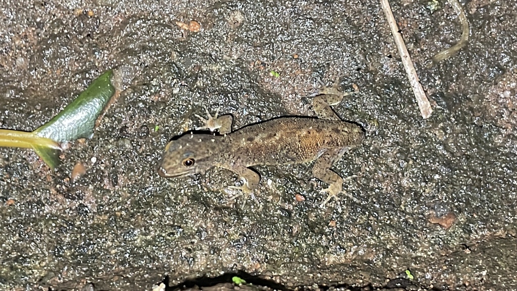 Wynad Day Gecko