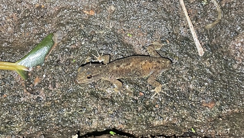 Wynad Day Gecko, Cnemaspis wynadensis