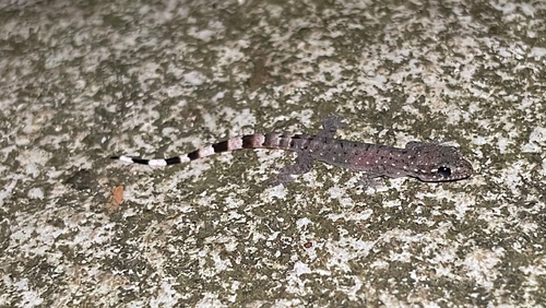 Wayanad Dravidogecko, Dravidogecko septentrionalis
