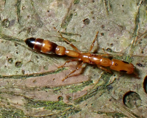 线形伪切叶蚁Pseudomyrmex filiformis