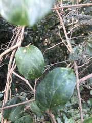 Cynanchum obtusifolium