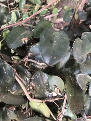 Cissus rotundifolia