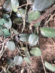 Cissus rotundifolia