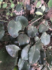 Cissus rotundifolia