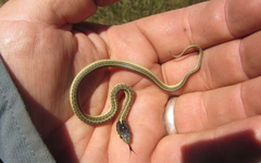 Thamnophis elegans hueyi