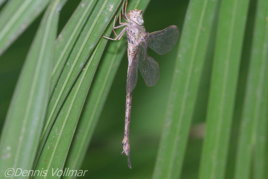 Bar-sided Darner