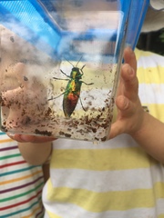 Chrysochroa fulgidissima