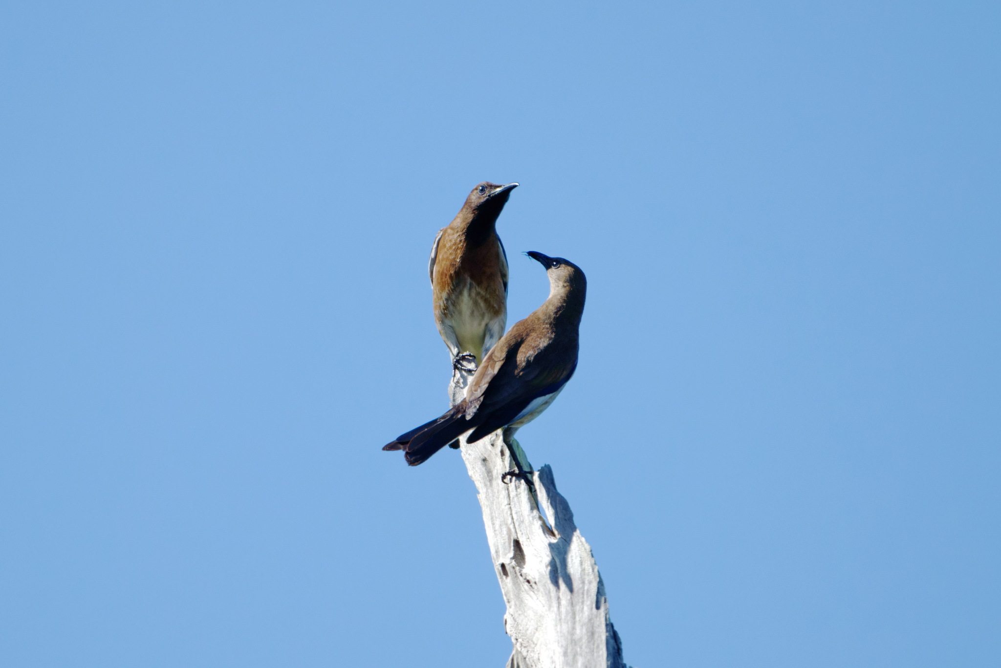 Madagascar Starling (Hartlaubius auratus), photo 2