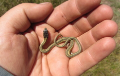 Thamnophis elegans hueyi