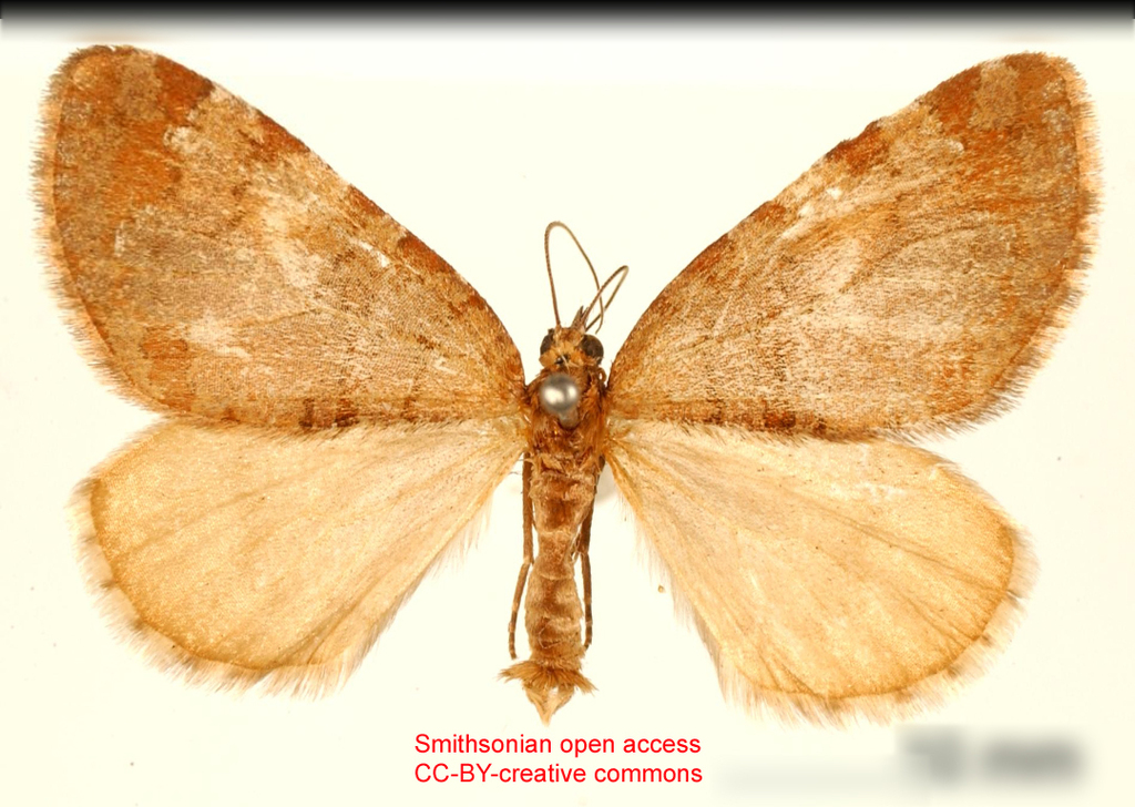 Hydriomena simeon