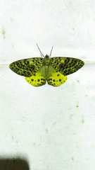 Arichanna sinica