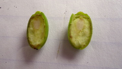 Schoepfia brasiliensis