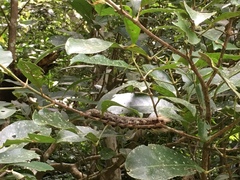 Lebeda nobilis