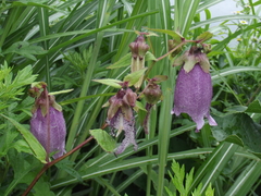Campanula punctata punctata