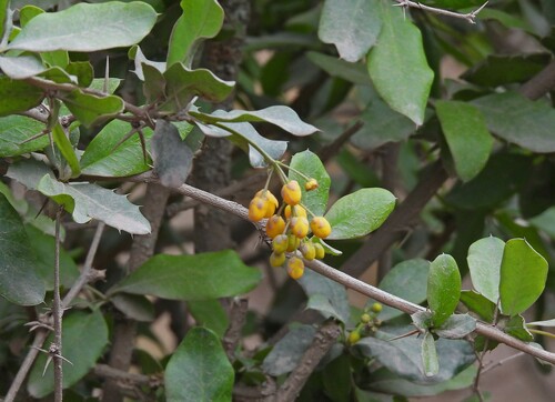 Berberis andeana (Berberis andeana)