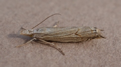 Metacrambus carectellus