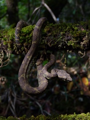 Craspedocephalus malabaricus