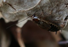 Ectobius sylvestris