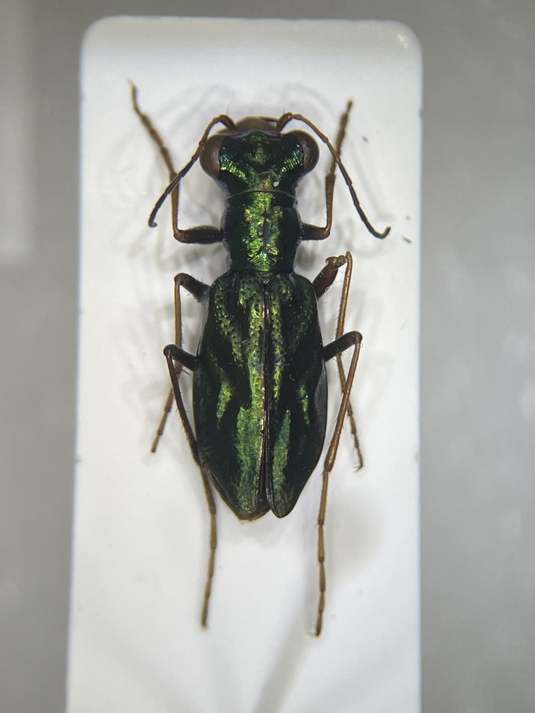 Diastrophella