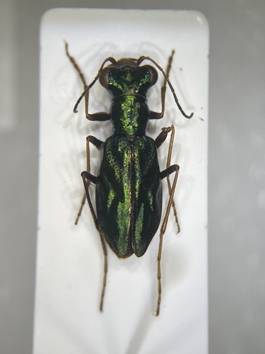 Diastrophella