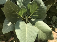Ficus palmata