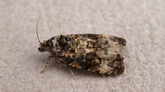Endothenia gentianaeana
