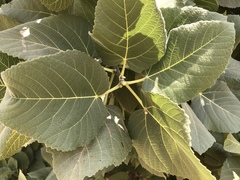 Ficus palmata