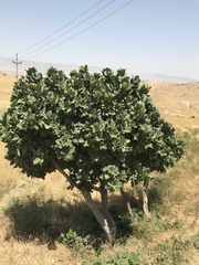 Ficus palmata
