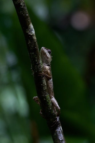 Forest Garden Lizard, 莫里热带雨林风景区, 德宏傣族景颇族自治州, 云南省, CN, photo 7 of 10
