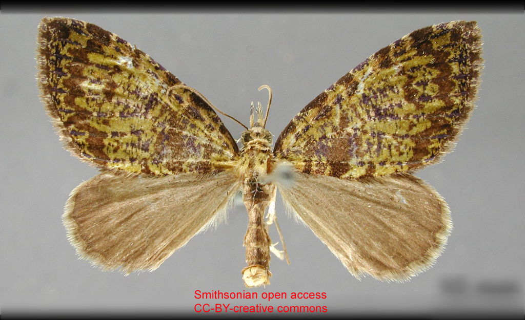 Hydriomena musga