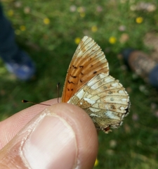 Boloria napaea
