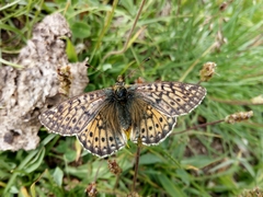 Boloria napaea