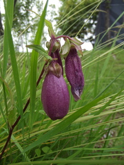 Campanula punctata punctata