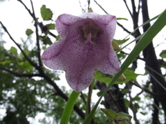 Campanula punctata punctata