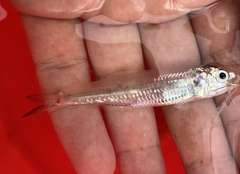 Andhra Anchovy photo 3