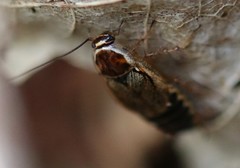 Ectobius sylvestris