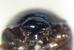Corylophidae