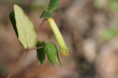 Correa reflexa lobata