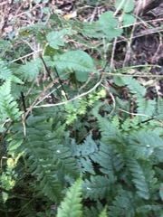 Pityrogramma calomelanos aureoflava