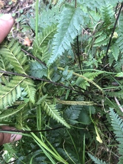 Pityrogramma calomelanos aureoflava